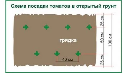 Засаждане домати в открито поле, технологии, снимка, изберете