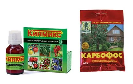 Листни въшки по разсад пипер как да се справят с голяма заплаха от лечение