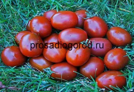 Домат Черно Moor описание на разнообразие, култивиране, фото и видео (описание) Домат Черно Moor описание на сорта, отглеждането, фото и видео