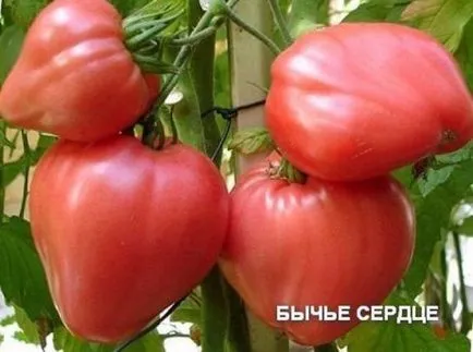 Домат говеждо сърце - описание на сорта със снимки, коментари (описание) Домат говеждо сърце - описание на сорта със снимка, прегледи