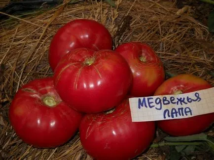 Домат носи лапа отзиви и снимки домати и описание на сорта, производителността