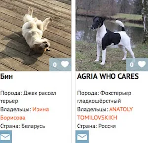 Най-високо от най-опасните кучета в света (с коментар манипулатор) (най-) Най-високо от най-опасните кучета в света (с коментар манипулатор)