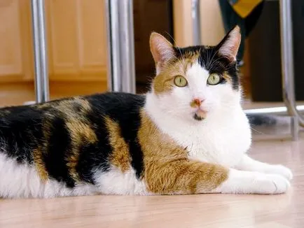 Calico котка - цялата истина за техните гени, характер и поведение
