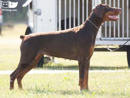Най-високо от най-опасните кучета в света (с коментар манипулатор) (Dog) Най-високо от най-опасните кучета в света (с коментар манипулатор)