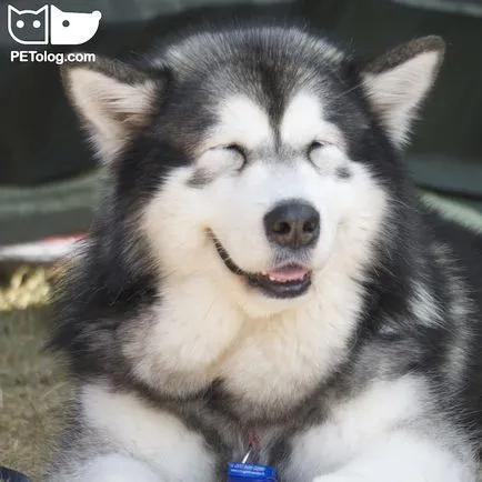 Най-високо от най-опасните кучета в света (с коментар манипулатор) (Dog) Най-високо от най-опасните кучета в света (с коментар манипулатор)