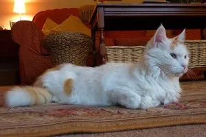 Турският Cat физическо описание и черти на характера