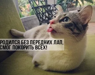 Да котки знаят как - и да се мисли, че те са - Мисля, че - за нас, печати и nyashki (животни) Да котки знаят как - и да се мисли, че те са - Мисля, че - за нас, уплътнения и nyashki