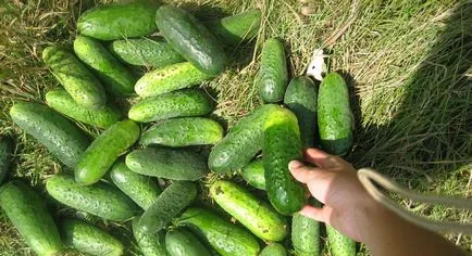 Жътва краставици през юни, юли и август