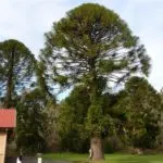 Грижа Araucaria у дома, размножаване чрез резници стая яли, защо може да умре