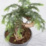 Грижа Araucaria у дома, размножаване чрез резници стая яли, защо може да умре