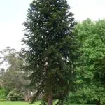 Грижа Araucaria у дома, размножаване чрез резници стая яли, защо може да умре