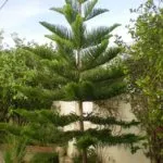 Грижа Araucaria у дома, размножаване чрез резници стая яли, защо може да умре