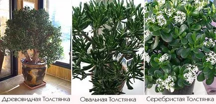 за грижа за дърво пари у дома си, как да се засаждат и отглеждат