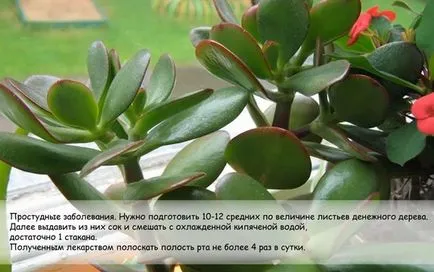 за грижа за дърво пари у дома си, как да се засаждат и отглеждат