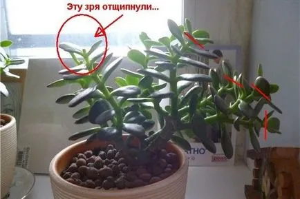 за грижа за дърво пари у дома си, как да се засаждат и отглеждат