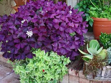 Грижа лилави Oxalis