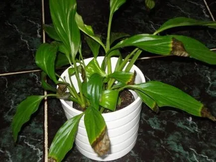 за женска хигиена щастие - цветни Spathiphyllum (снимки), как да засадят