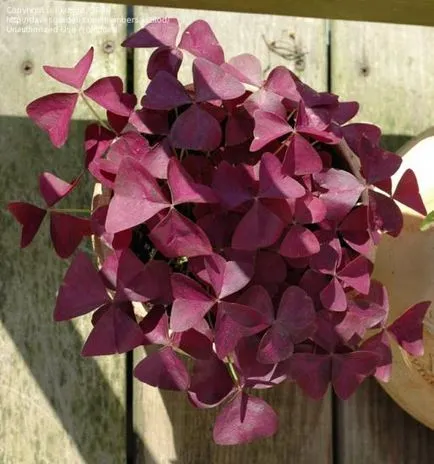 Грижа лилави Oxalis