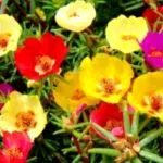 Washingtonia грижи в дома рязане и възпроизвеждане (вътрешен) грижа Washingtonia у дома резитба и размножаване
