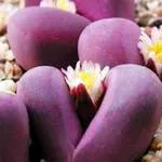 Важни съвети за отглеждане на Lithops у дома