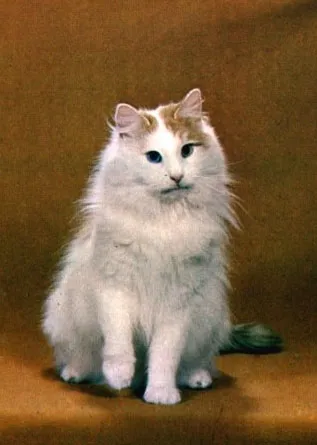 Ван котки - всички се забавляват!