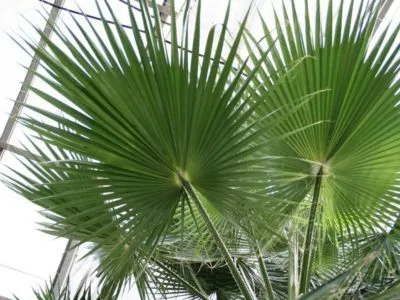 грижа Washingtonia у дома рязане и възпроизвеждане (Вашингтон) грижа Washingtonia у дома резитба и размножаване