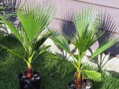Washingtonia грижи в дома рязане и възпроизвеждане (условия) грижа Washingtonia у дома резитба и размножаване