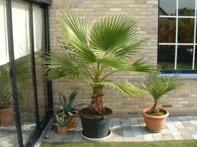 Washingtonia грижи в дома и отглеждане културата (култура) грижа Washingtonia у дома резитба и размножаване
