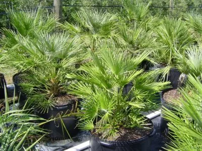 грижа Washingtonia у дома рязане и възпроизвеждане (грижи) грижа Washingtonia у дома резитба и размножаване