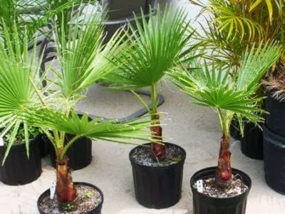 грижа Washingtonia у дома рязане и възпроизвеждане (грижи) грижа Washingtonia у дома резитба и размножаване