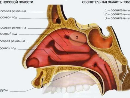 Vasotomy конхи какво е, причинява операция в долната част на носа и нейните видове