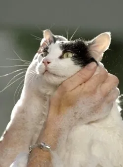 Избор на котка, грижи котка, котка тоалетна
