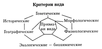 Вид, структурата, критерии за форма (структура) Виж, неговата структура, видовете критерии