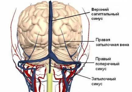 Венозен застой мозъчните съдове, таза, краката и белите дробове