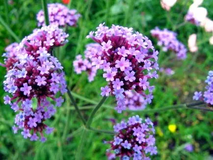 Verbena - лечебните свойства на върбинка - използване Verbena в медицината