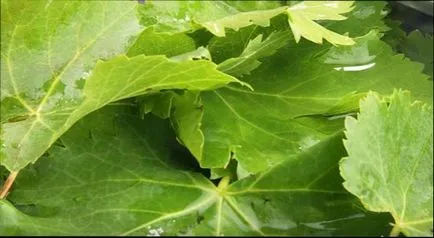 Dolma, hogyan kell főzni dolma szőlőlevél - nagyon finom receptek (dolma) Dolma, hogyan kell főzni dolma szőlőlevél - nagyon finom receptek