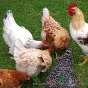 Отглеждане и Грижа за пилета-бройлери (грижи) Отглеждане и Грижа за пилета-бройлери