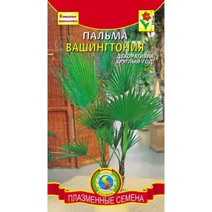 Отглеждане и грижи у дома за палмово Washingtonia