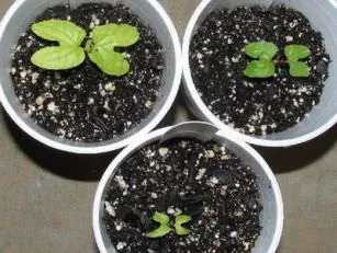 Отглеждане хризантеми в страната (65 снимки) от сортови семена, засаждане, грижи