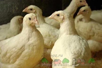 Отглеждане и Грижа за пилета-бройлери (бройлери дома) Отглеждане и Грижа за пилета-бройлери