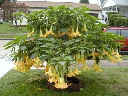 Отглеждане Brugmansia особено внимание на цвете през есента, зимата и се приземи на открито място, в