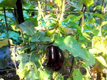 Отглеждане патладжан в нюанси отворен земята грижи