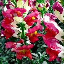 Отглеждане кученце, частна къща