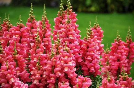 Отглеждане разсад snapdragons - Репетиция