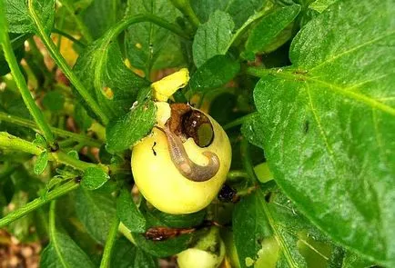 Отглеждане Пепино дома от семена и резници