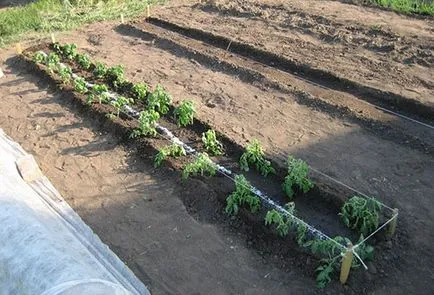 Отглеждането на чери домати на открито място по всички правила