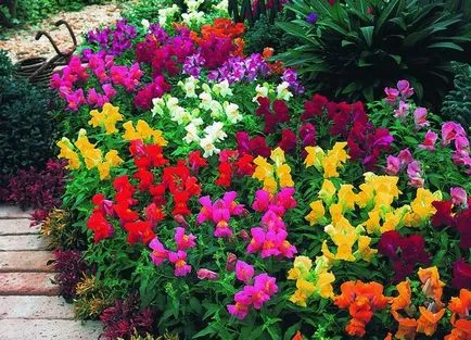 Отглеждане разсад snapdragons - Репетиция