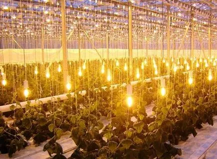 Отглеждане зеленчуци в оранжерии за продажба през цялата година, магданоз, копър и маруля