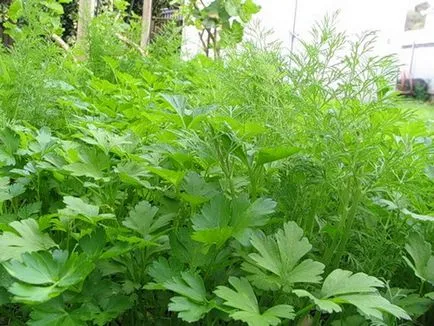 Отглеждане на зеленчуци в оранжерията като бизнес за продажба магданоз, копър и чесън през зимата, как да растат (отглеждане) Отглеждане на зеленчуци в оранжерията като бизнес за продажба магданоз, копър и чесън през зимата, как да растат