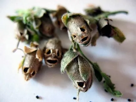 Отглеждане разсад snapdragons - Репетиция